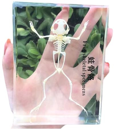 LKYLVEE Echte Schlangenfrosch Fisch Vögel Knochen Briefbeschwerer Exemplar Tier Taxidermie Wissenschaft Klassenzimmer Exemplare Ornament Geschenk (Frosch)