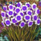 Narcisos bulbos resistentes al invierno mezcla perenne,gracia,narcisos blancos,raro,plantación en interiores y exteriores,bulbos de narcisos Tubérculos rosas.-8 cebollas-G
