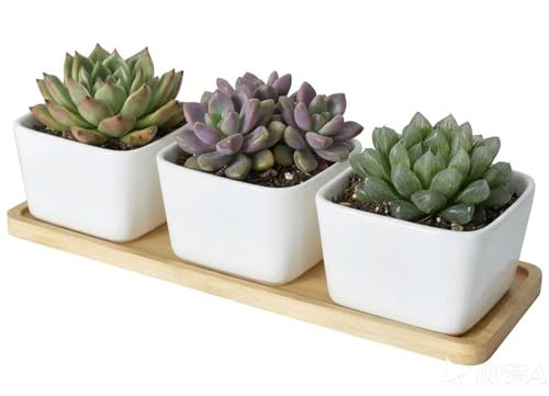 Eclove 3 Packs 8.5cm Keramik Blumentöpfe,Kleine Blumentöpfe mit Drainagelöchern und Bambusschale,übertöpfe Weiße für Zimmerpflanzen,Sukkulenten Topf Ideal für Innen und Balkongärten
