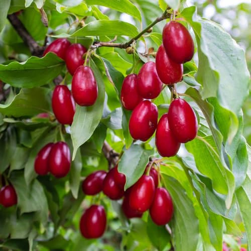 Semi di ciliegio corniolo, selvatiche Cornus officinalis, arbusti resistenti balcone perenni giardino 250pcs