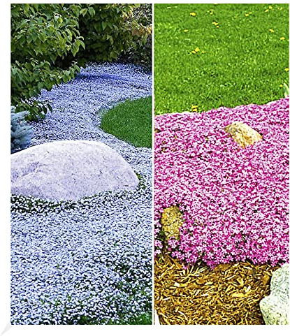 BALDUR Garten 6er Set Winterhart Bodendecker-Kollektion pink und blau | Pflanzen im 9x9 cm-Topf, 3x Isotoma Blue Foot® und 3x Teppichphlox Emerald Pink, winterharte Stauden, mehrjährig, blühend