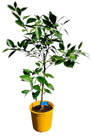 Tropictrees Citrus Sinensis Naranjo - 100 cm de altura incl. Árbol de cítricos frutales de temporada para uso en interiores y jardines | De hoja perenne, fácil de cuidar y fragante.