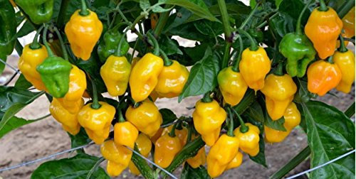 JustSeed - Vegetable - Chilli/Chili Pepper - Trinidad Perfume - 10 Seeds