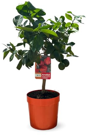 Attitude Jardin - Oranger Arcobal - citrus meyer sinensis - agrume méditerranéen - arbre fruitier - 75-85 cm - ⌀ 22 cm