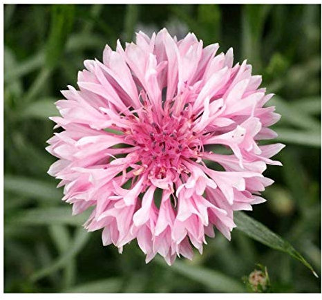 PREMIER SEEDS DIRECT - Cornflower - Centaurea CYANUS - Pink - 3.6 Grams