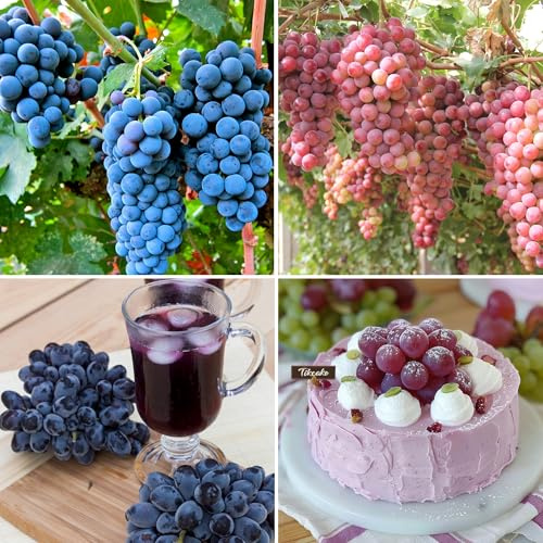 Mixrug Mix Organic Grape Seeds for Planting Outdoor, 50pcs Perennial Organic Grapes Fruit Seeds Sweet Edible Plants, Non-GMO Heirloom Sweet Juicy Fruits Plants in Your Home Garden
