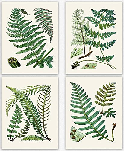 Wallbuddy Fern Botanical Prints - Set of 4 Fern Print Wall Art for Bedroom, Green Ferns Pictures for Living Room, Cute Fern Pictures for Bathroom Walls, Ferns Botanical Leaves Home Office Art (5 x 7)