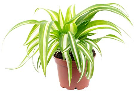 Grünlilie - pflegeleichte Zimmerpflanze, Chlorophytum Comosum Variegata - Höhe ca. 15 cm, Topf-Ø 6 cm