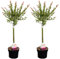 Plant in a Box - Salix integra 'Flamingo' - Set de 2 - Plante exterieur jardin persistant - Saule crevette - Saule panaché - Pot 17cm - Hauteur 60-80cm