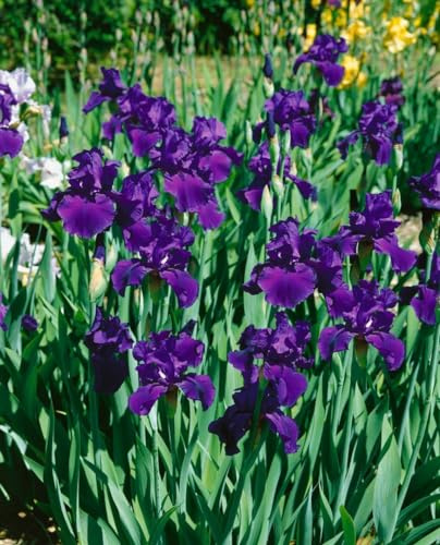 Iris x barb.-elat. 'Rheintraube' ca. 11x11 cm Topf - Bart-Iris, violette Blüten, Blütezeit Mai-Juni, ideal für Rabatten, pflegeleicht und winterhart