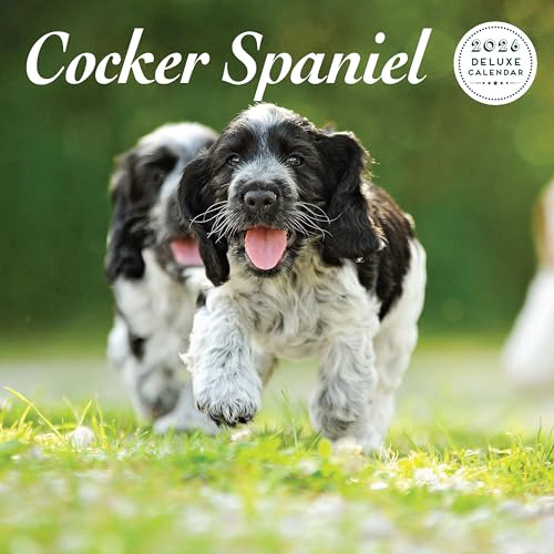 Cocker Spaniel 2026 Deluxe Kalender
