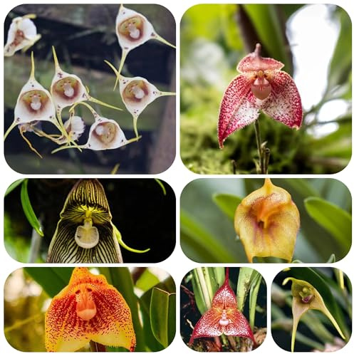 semi di orchidea scimmia - balcone resistenti esotiche vecchie varietà giardino 100pcs