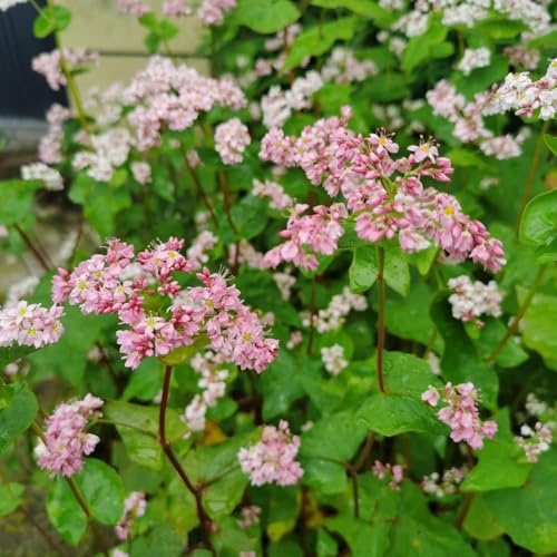 semi grano sarraceno selvatico, autunno, perenne perenne resistente decorazione tagliate medicinali giardino cucina giardino 150pcs