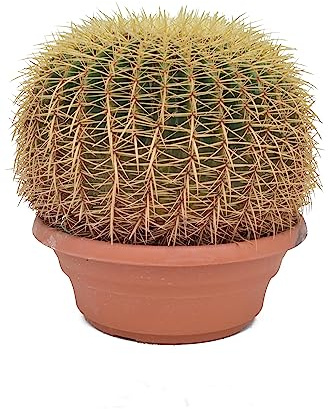 Cactus Asiento de Suegra una Belleza Natural para tu Jardín