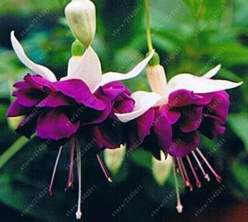 RIC 100 pcs/semi -Fuchsia Bag, Fuchsia Flower, Bonsai Hanging Flowers Seeds, Plant in pots Lantern Begonia Seeds for Home Garden 12: Only Seeds