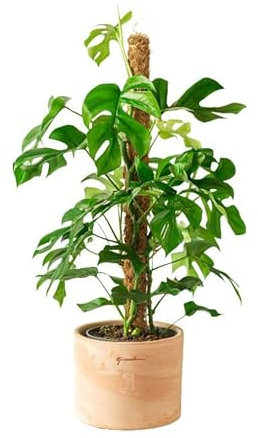 Pianta da appartamento - Monstera Minima su tutore altezza 80 cm 80 cm
