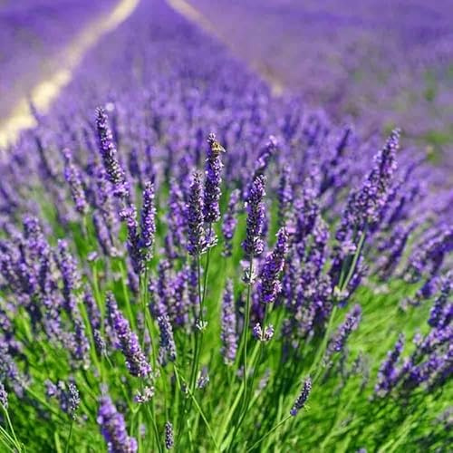 12 x Lavendel Essence Purple – Lavandula angustifolia 'Essence Purple' – Winterharte Duftpflanze im 1L Topf (10-20 cm Höhe) – Mehrjährig & Bienenfreundlich