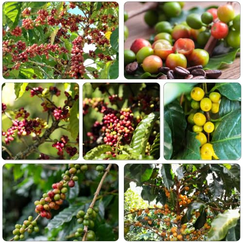 kaffeebohnen winterharte kübelpflanzen gartenkräuter Kaffeepflanze exotische zimmerpflanzen balkonpflanzen winterhart büropflanzen kräutersamen pflanzensamen kräutergarten küche 150samen