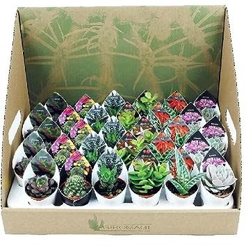 Lote 20 Cactus y Crasas naturales Ø5cm…