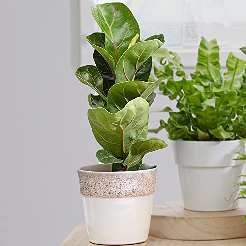 GardenersDream Figuier Lyre Ficus Bambino | Plante de Maison en Pot 30-40cm | Meilleures Plantes d'intérieur