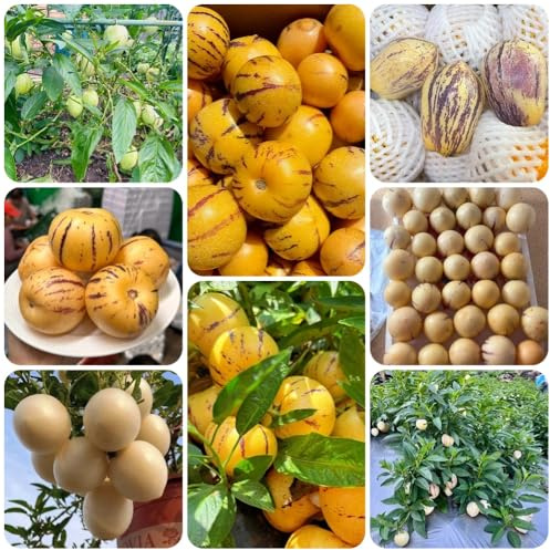 Semi di melone pero, giardino di pera melone, fresca frutteto esotiche da da nani resistenti 250pcs