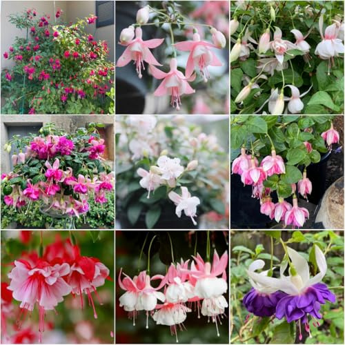 semi di fucsia acquistare semi selvatici balcone parterre sul balcone ufficio decorativo Fucsias primavera selvatico 500pcs