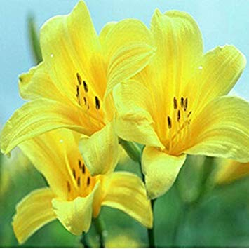 1, gelb: Shopvise Calla-Lilien, Calla-Lilien-Blumensamen 20Pcs Farbe Gelb