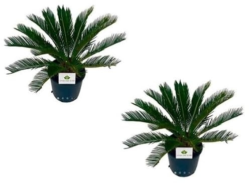 Set 2 Cycas Revoluta Piante ornamentali da esterno prodotte da Vivai del Sole vaso diametro cm 24