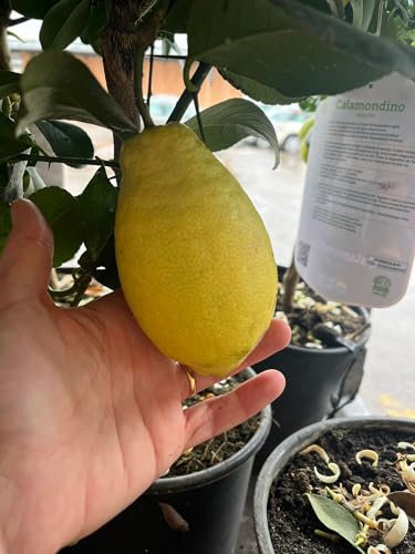 OFERTA Limonero 4 Estaciones en Maceta de 5 L, Árbol Cítrico para Jardín y Huerto, Planta Natural de Exterior ULTIMAS UNIDADES !!!!!