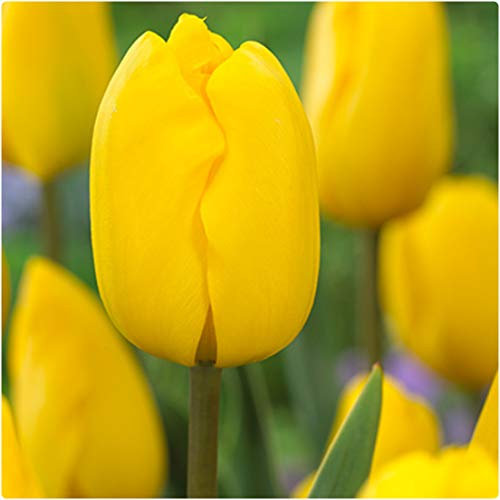 Tulip 'Jan Van NES' Yellow Triumph Tulips x 25 Spring Flowering Bulbs, by Growtanical®