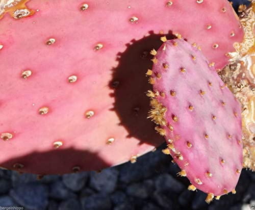 25 semi Spineless Opuntia chlorotica Santa Rita, Viola Rosa Cactus gosseliana