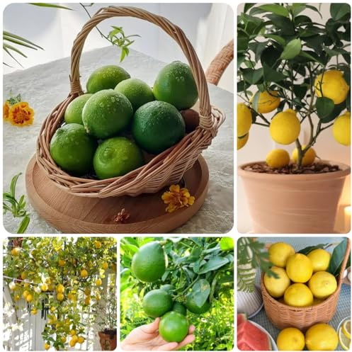semillas de limonero, limonero, columnares, fresca 100pcs