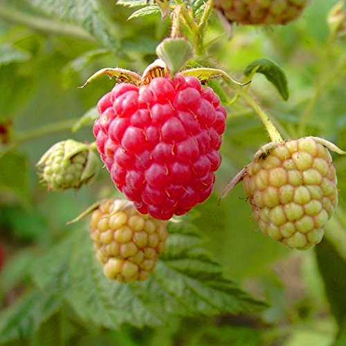 Himbeere Autumn Bliss Blissy herbsttragend sehr widerstandsfähig aromatisch ca. 40-60 cm im 2-3 Liter Topf