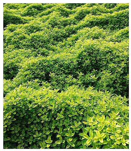 BALDUR Garten Bodendecker Zitronenthymian, 3 Pflanzen, schmetterlingsfreundlich, Thymus citriodorus aureus Polsterthymian Thymian Pflanzen, blühende winterharte Staude, trockenresistent, mehrjährig