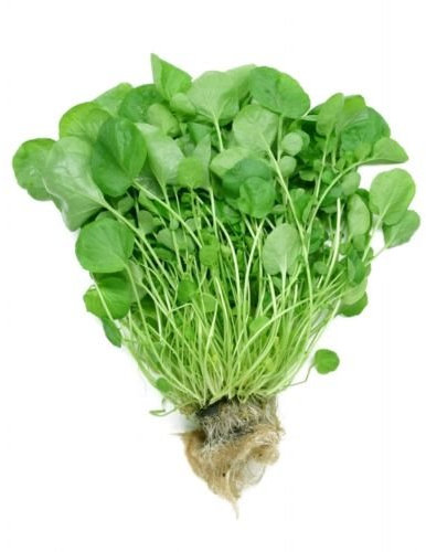 Nasturtium officinale CRESCIONE?50 SEMI?Perenne?Acquatico?Culinario:Semi