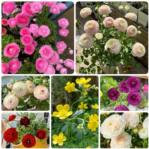Ranunkeln, blumenzwiebeln sommerblüher frühblüher stauden winterhart mehrjährig bodendecker steingartenpflanzen winterhart 15Zwiebeln
