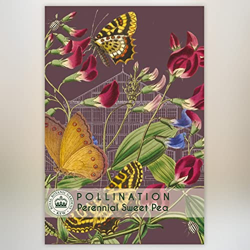 Sweet Pea Kew Pollination Collection Lathyrus latifolius Everlasting Perennial Sweet Pea Unscented Hardy Garden Flower Plant Grow Your Own 1x Seed Packet (Approx. 10 Seeds) by Thompson and Morgan