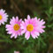 100 semillas de flores de margarita rosa