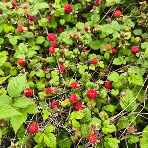 semillas de frambuesa - frambuesas - resistentes para jardín, Las de jardín de rocas son resistentes, 70pcs