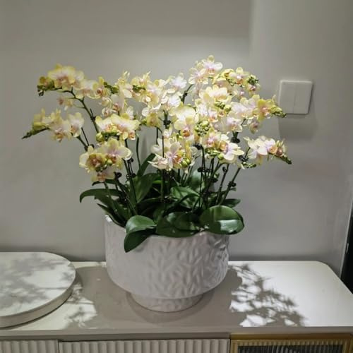 Rizomi di orchidea Cymbidium.Forniamo rizomi di una varietà di orchidee Cymbidium classiche e rare.Abbellisci il tuo giardino.-8Rizomi-D