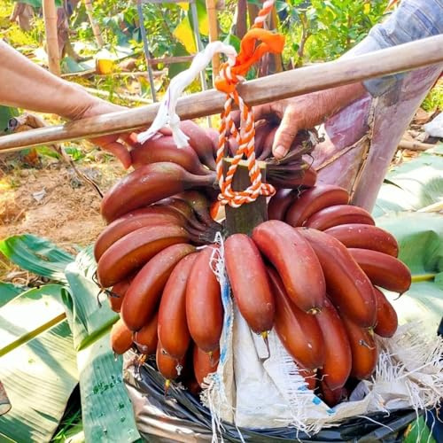 semi di banane, banane, colonnare resistente di banana, balcone di banana resistente da balcone 40pcs