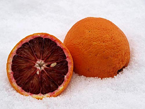 Citrus sinensis Sanguinello 70-100 cm - Blut-Orange, Fruchtig & Aromatisch, Ideal für Garten & Terrasse, Seltener, Pflegeleicht, Vitamin C-Reich