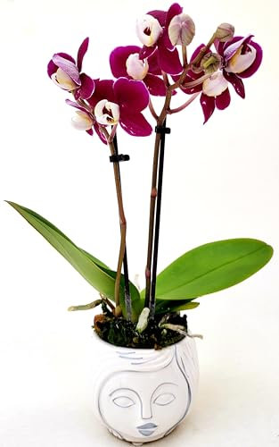 POWERS TO FLOWERS - ORCHIDEA PHALAENOPSIS BONSAI AMBRA IN VASO CERAMICA SIGNORINA, Pianta Vera