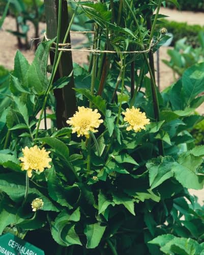 Cephalaria alpina im 11x11 cm Topf – Winterhart, Mehrjährig, Pflegeleicht – Alpen-Schuppenkopf – Staude für Steingarten & Beet