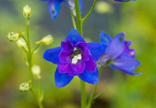 Delphinium x elatum 'Jubelruf' ca. 11x11 cm Topf - Rittersporn, himmelblaue Blüten, Blütezeit Juni-August, ideal für Rabatten, bienenfreundlich, pflegeleicht