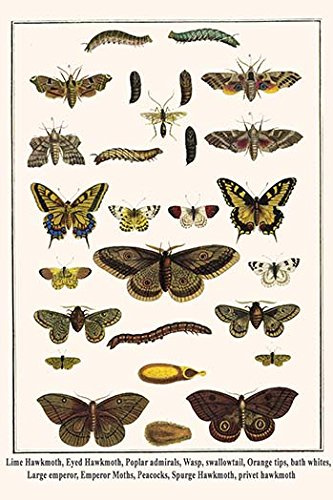 Lime Hawkmoth, Eyed Hawkmoth, Poplar admirals, Wasp, swallowtail, Orange tips, bath whites, Large emperor, Emperor Moths, Peacocks, Spurge Hawkmoth, privet hawkmoth (20x30 Paper Poster)