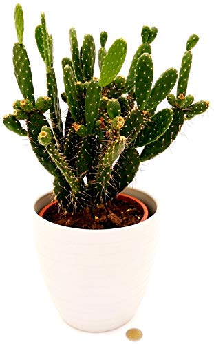 POWERS TO FLOWERS - FICO D'INDIA XXL IN VASO CERAMICA BIANCO A RIGHE, VASO 20CM, pianta vera