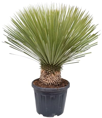 Trendyplants - Yucca Rostrata - Winterhart - Gartenpflanze - Höhe 70-90 cm - Topfgröße Ø30cm