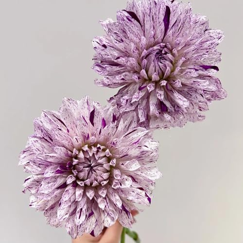 2zwiebeln dahlien, seltene balkon dahlienknollen zimmerbonsai, blumenstrauß exotische winterhart blumenzwiebeln
