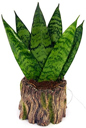 POWERS TO FLOWERS - SANSEVERIA ZEYLANICA MINI IN VASO CERAMICA TRONCO D'ALBERO, pianta vera